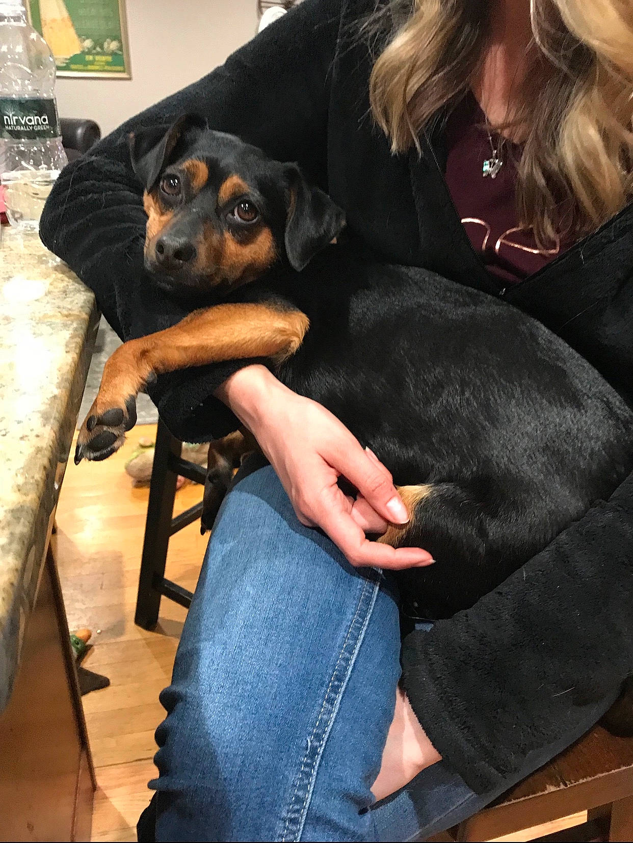 Louie is registered to the contest to win money with this photo: austrian_black_and_tan_hound, canidae, carnivore, companion_dog, dog, dog_breed, fawn, guard_dog, hunting_dog, mammal, polish_hunting_dog, puppy, rottweiler, smaland_hound, snout, sporting_group