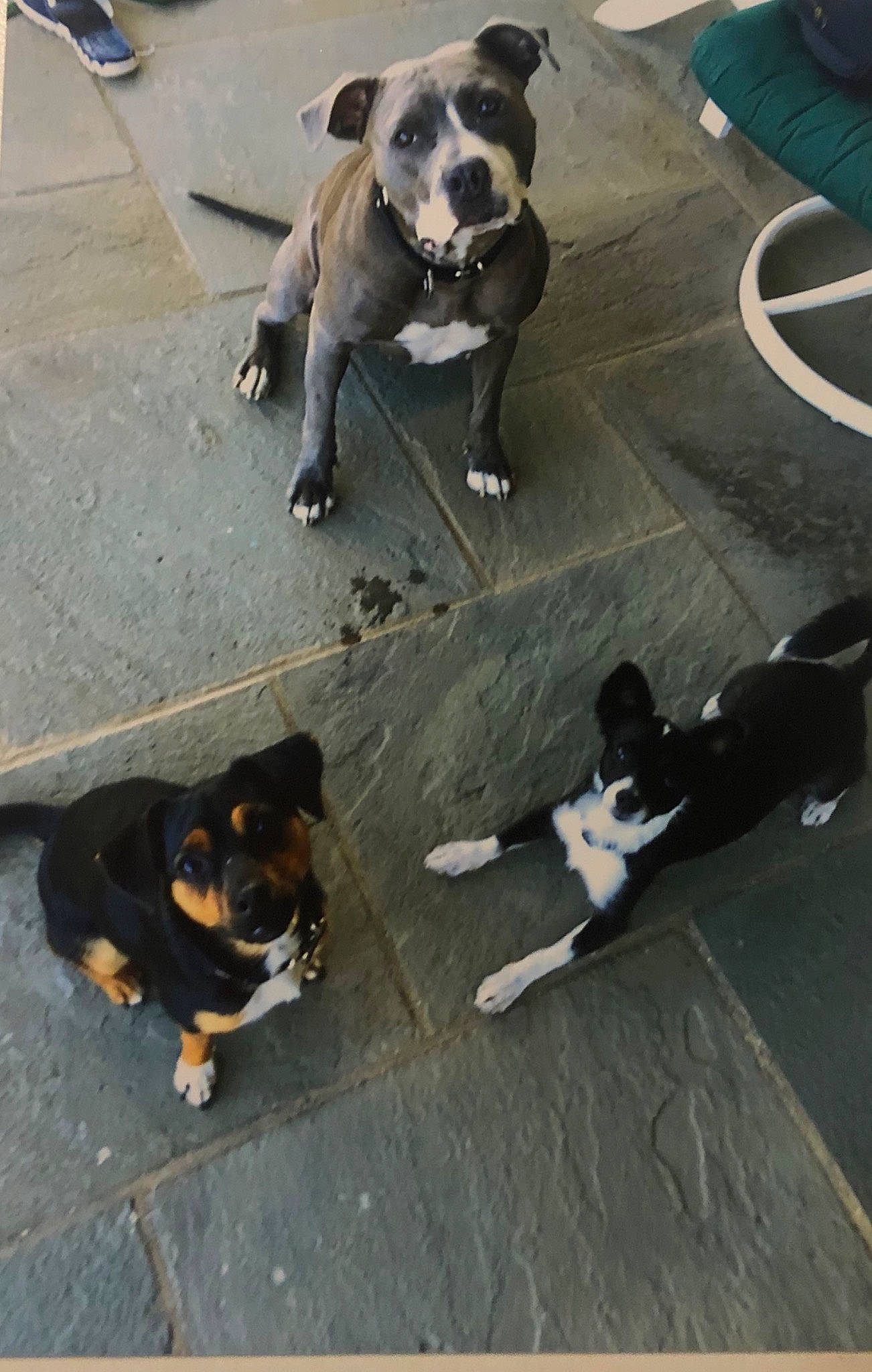 Louie is registered to the contest to win money with this photo: american_bulldog, american_pit_bull_terrier, canidae, carnivore, dog, dog_breed, fawn, mammal, non_sporting_group, pit_bull, snout, sporting_group, street_dog, vertebrate