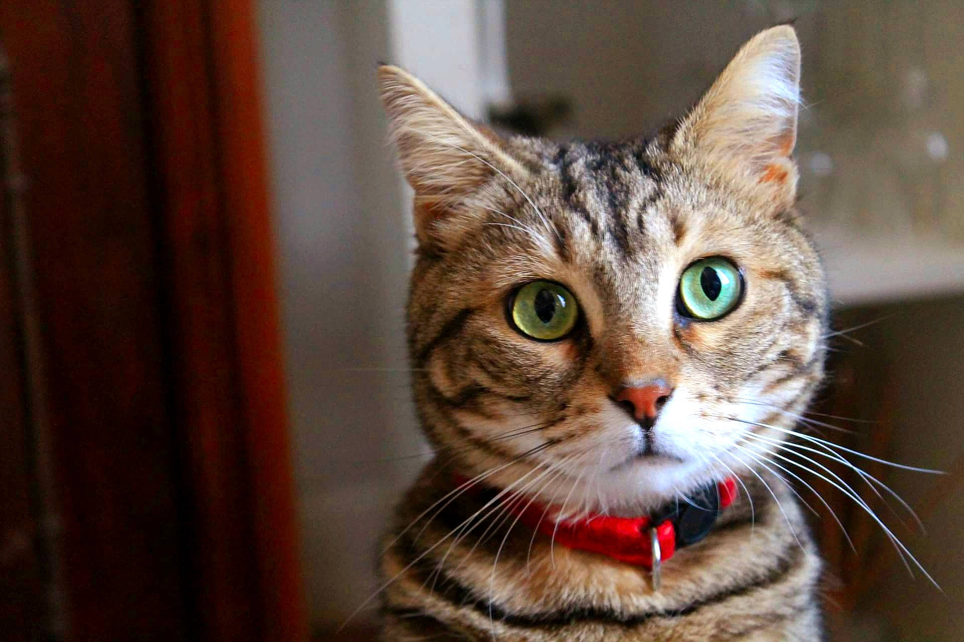 Mia participe au concours pour gagner de l'argent avec cette photo : carnivore, cat, collar, domestic_short_haired_cat, felidae, fur, hardwood, small_to_medium_sized_cats, snout, terrestrial_animal, tree, whiskers, wildlife, wood