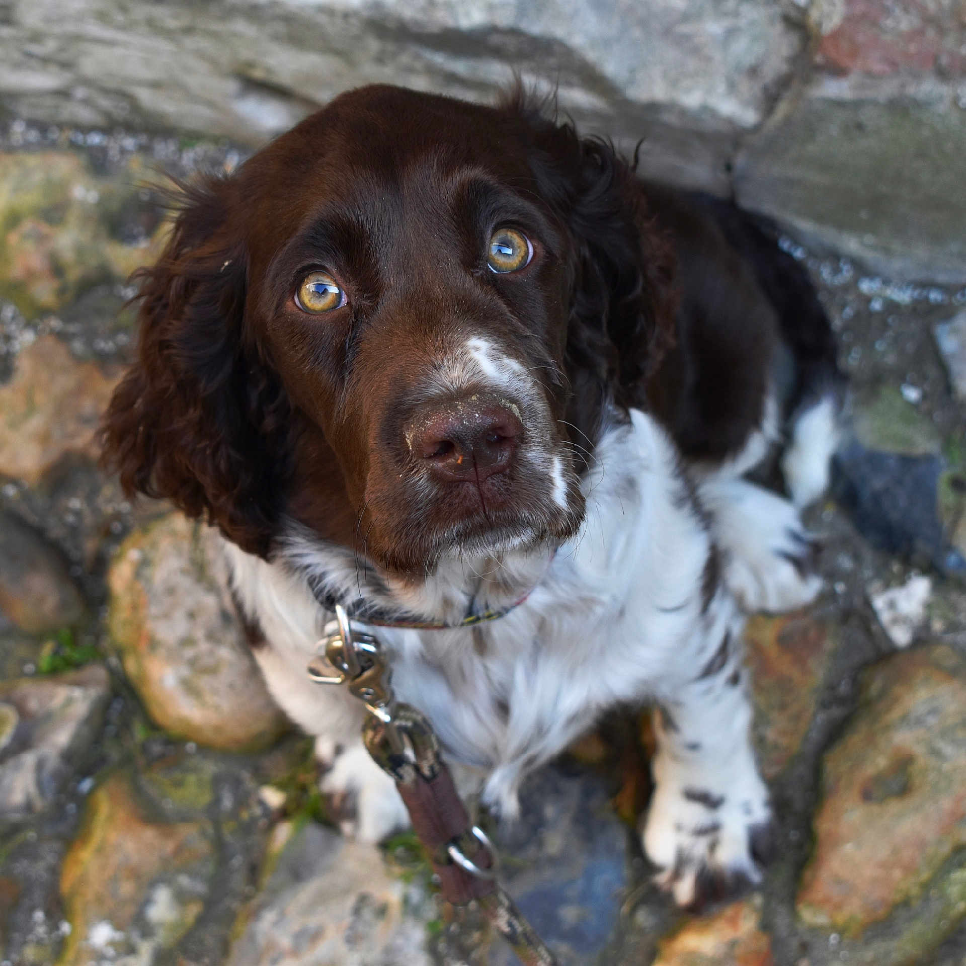 Sketch a rejoint le concours — aidez-le/la à gagner de superbes lots ! accessories, animal, canine, cockerspaniel, dog, flagstone, hound, leash, path, pet, pointer, puppy, slate, snout, strap, terrier, walkway