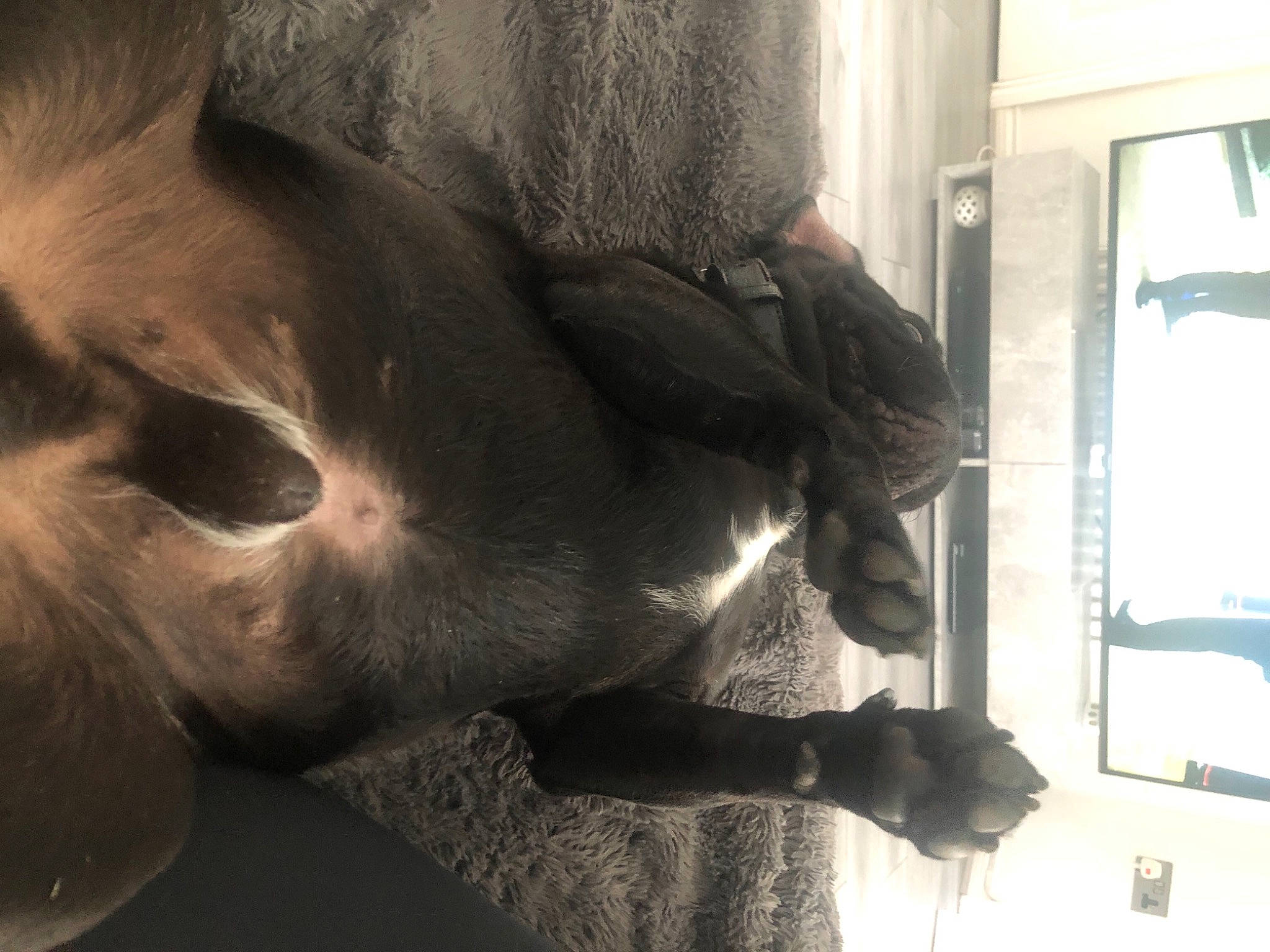 Dillan joined the competition — help win amazing prizes! dog_breed, eyelash, fawn, fur, gesture, grey, human_leg, jaw, sculpture, shadow, snout, sporting_group, tail, terrestrial_animal, tints_and_shades, tree, whiskers, window, working_animal, wrinkle