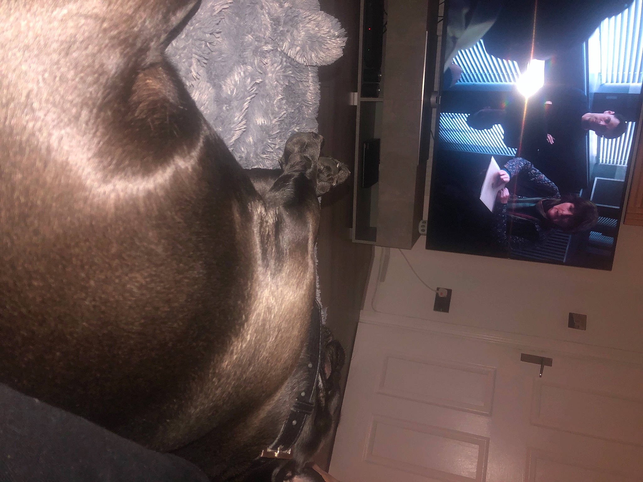 Dillan joined the competition — help win amazing prizes! audio_equipment, display_device, felidae, flat_panel_display, flooring, fur, gadget, hardwood, jaw, machine, multimedia, room, snout, space, tail, television_set, tints_and_shades, visual_arts, whiskers, wood