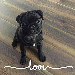 Dillan joined the competition — help win amazing prizes! bulldog, canidae, carnivore, companion_dog, dog, dog_breed, flooring, french_bulldog, guard_dog, hardwood, molosser, pug, puppy_love, tail, toy_dog, whiskers, wood, working_animal, working_dog, wrinkle