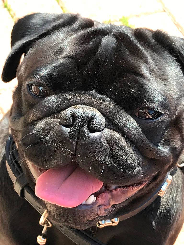 Dillan is registered to the contest to win money with this photo: carnivore, close_up, collar, companion_dog, dog, dog_breed, dog_collar, ear, eye, fawn, head, jaw, mammal, pug, snout, sporting_group, vertebrate, whiskers, working_animal, wrinkle