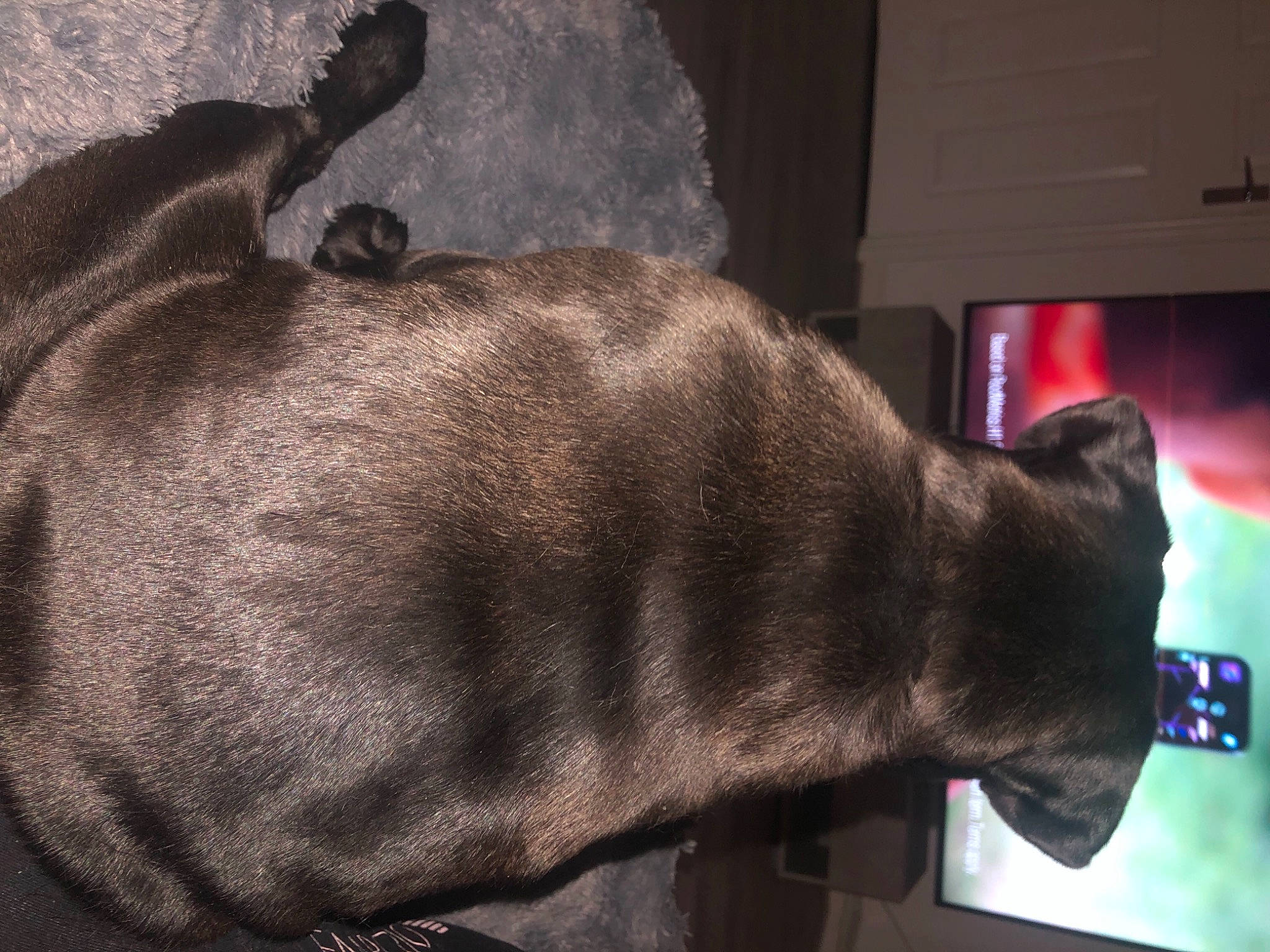 Dillan joined the competition — help win amazing prizes! canidae, carnivore, cat, claw, comfort, dog_breed, domestic_short_haired_cat, fawn, felidae, fur, grey, nap, small_to_medium_sized_cats, snout, sporting_group, tail, terrestrial_animal, whiskers