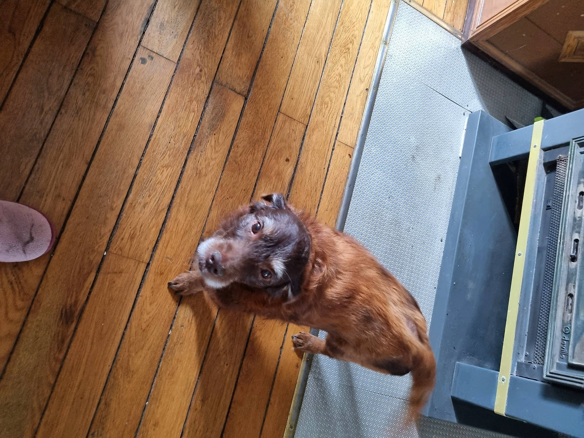 Pepsy a rejoint le concours — aidez-le/la à gagner de superbes lots ! carnivore, companion_dog, dog_breed, fawn, felidae, flooring, fur, hardwood, liver, plank, small_to_medium_sized_cats, snout, tail, terrestrial_animal, varnish, whiskers, wood, wood_flooring, wood_stain, working_animal