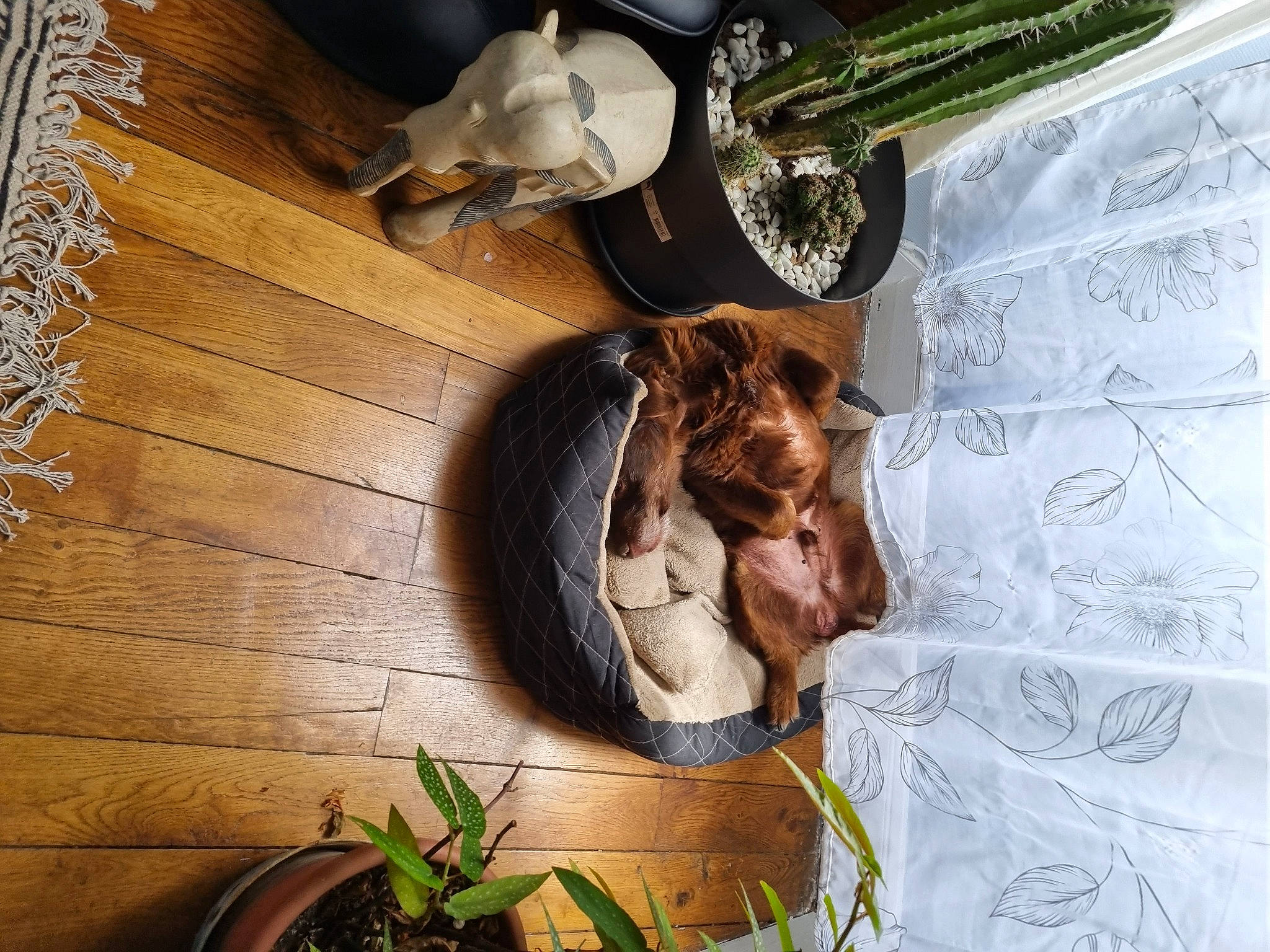 Pepsy a rejoint le concours — aidez-le/la à gagner de superbes lots ! art, companion_dog, dog_breed, fawn, feather, felidae, flooring, fur, grass, hardwood, hat, illustration, liver, plant, room, tail, whiskers, wood, wood_stain, working_animal