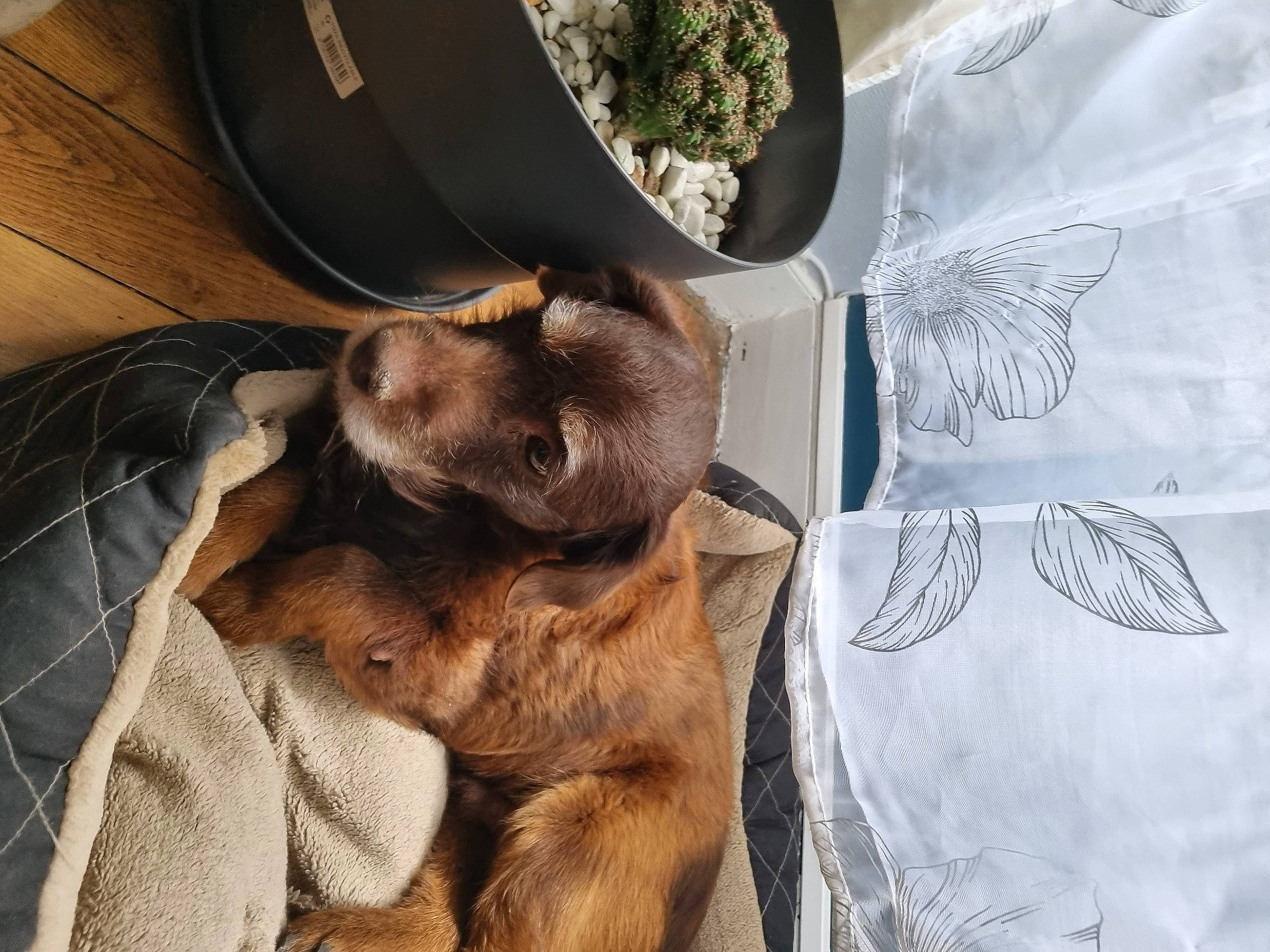 Pepsy a rejoint le concours — aidez-le/la à gagner de superbes lots ! canidae, carnivore, comfort, companion_dog, dog, dog_breed, fawn, felidae, fur, houseplant, linens, liver, nap, small_to_medium_sized_cats, snout, sporting_group, terrestrial_animal, whiskers, wildlife, working_animal