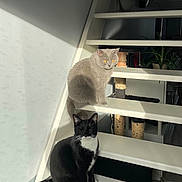 Misa a rejoint le concours — aidez-le/la à gagner de superbes lots ! cat, cats, stairs, indoor, black_cat, grey_cat, sunlight, pets, animal, feline, whiskers, tail, paws, houseplant, scratching_post, quiet, relaxed, domestic, fur, shadow