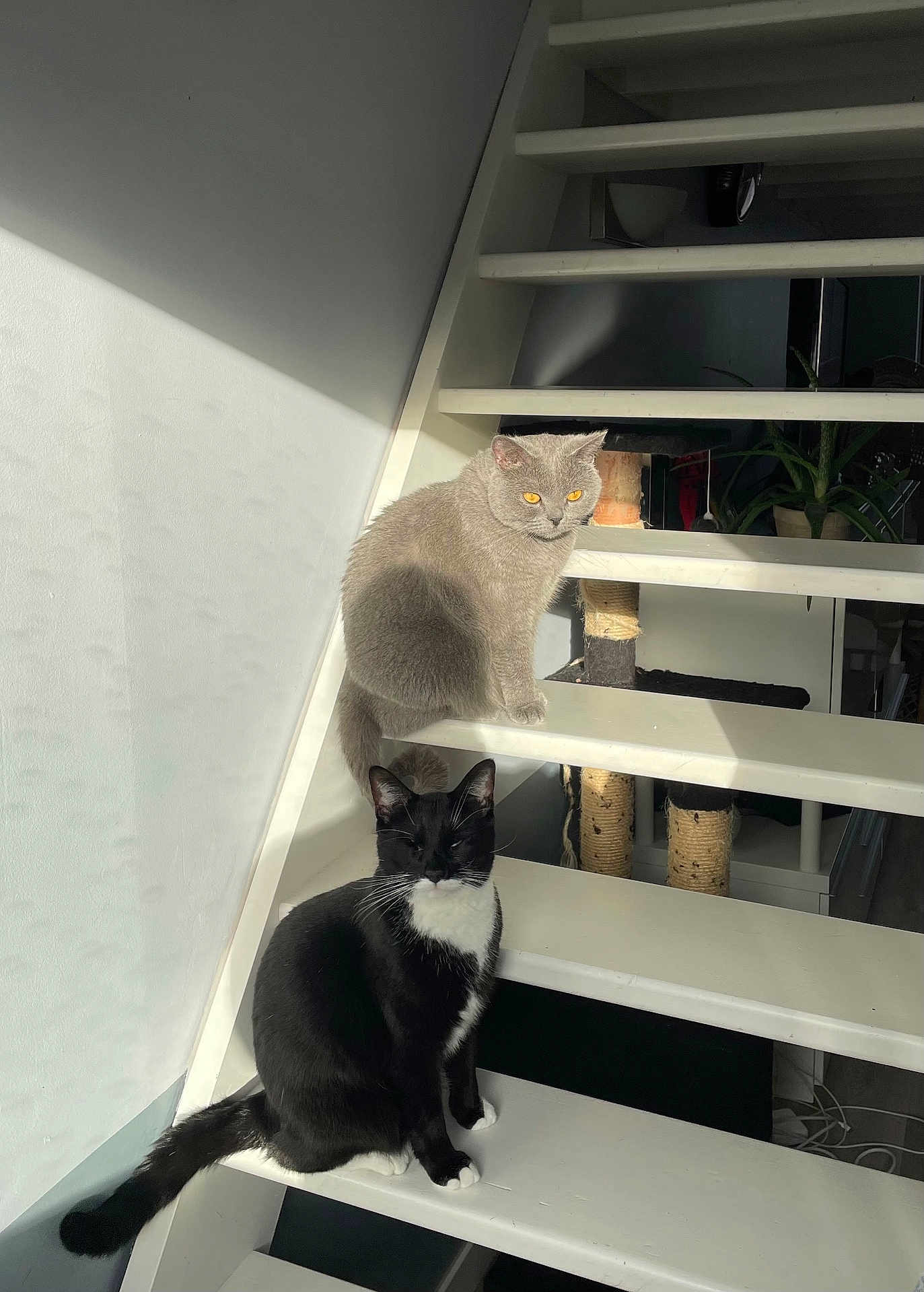 Misa a rejoint le concours — aidez-le/la à gagner de superbes lots ! cat, cats, stairs, indoor, black_cat, grey_cat, sunlight, pets, animal, feline, whiskers, tail, paws, houseplant, scratching_post, quiet, relaxed, domestic, fur, shadow