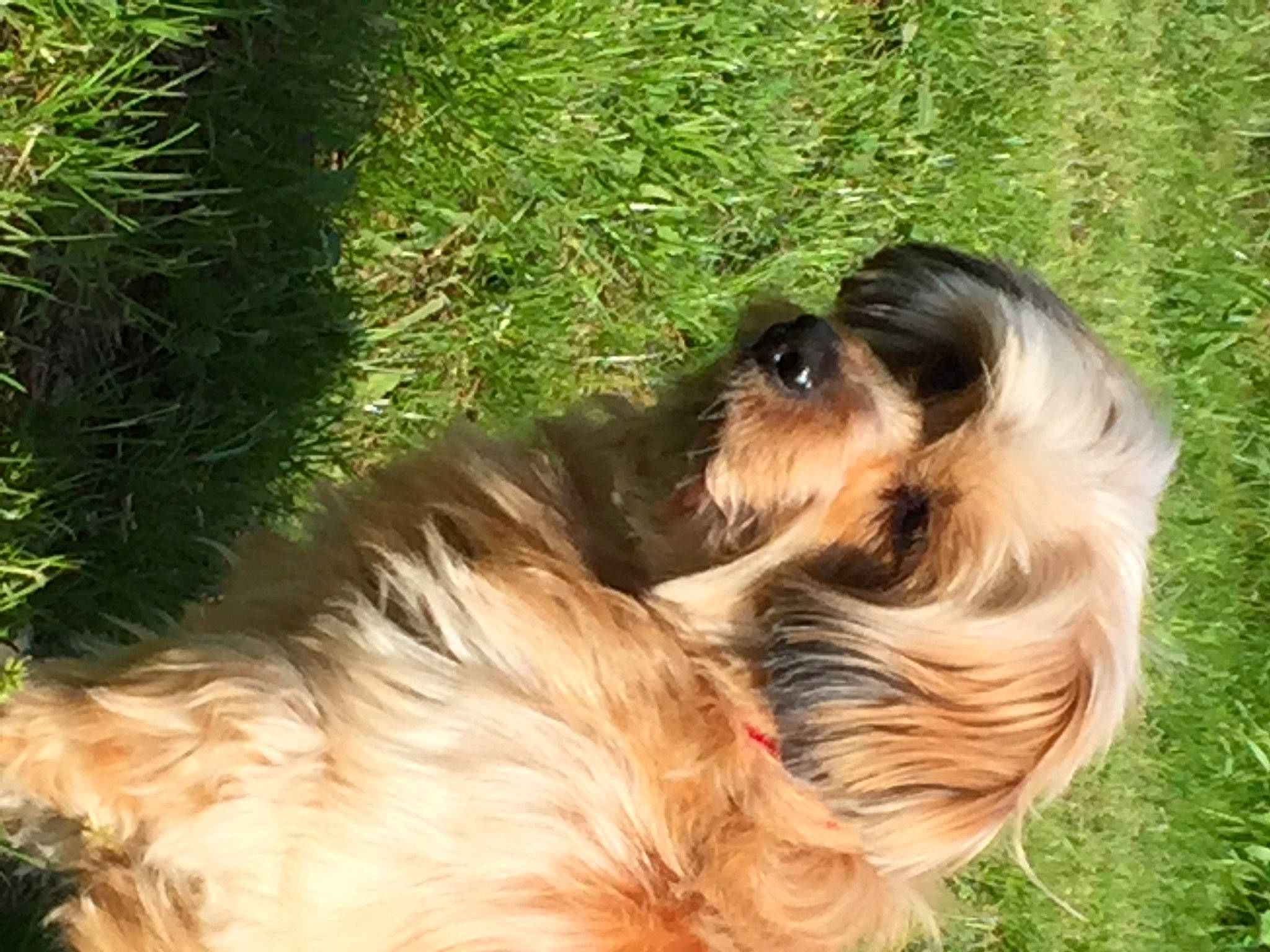 Cassis a rejoint le concours — aidez-le/la à gagner de superbes lots ! biewer_terrier, canidae, carnivore, companion_dog, dog, dog_breed, fawn, fur, grass, liver, plant, small_terrier, snout, sporting_group, terrestrial_animal, terrier, toy_dog, water_dog, wildlife, working_animal