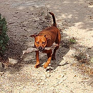 Rusty participe au concours pour gagner de l'argent avec cette photo : animal, brown_dog, bushes, canine, daytime, dirt_path, dog, ears, fur, ground, nature, outdoor, pet, shadow, snout, stick, sunlight, tail, vegetation, walking