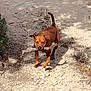 animal, brown_dog, bushes, canine, daytime, dirt_path, dog, ears, fur, ground, nature, outdoor, pet, shadow, snout, stick, sunlight, tail, vegetation, walking