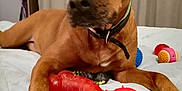Rusty a rejoint le concours — aidez-le/la à gagner de superbes lots ! adult, animal, bodypart, boxer, bulldog, canine, couch, dog, female, finger, furniture, hand, hound, labradorretriever, person, pet, pitbull, pointer, puppy, woman