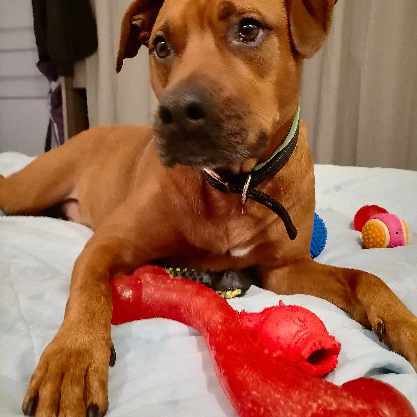 Rusty a rejoint le concours — aidez-le/la à gagner de superbes lots ! adult, animal, bodypart, boxer, bulldog, canine, couch, dog, female, finger, furniture, hand, hound, labradorretriever, person, pet, pitbull, pointer, puppy, woman