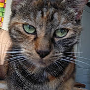Onea participe au concours pour gagner de l'argent avec cette photo : cat, tabby, close_up, green_eyes, indoor, feline, whiskers, fur, curious, pet, animal, ears, face, table, wood, decor, plant, painting, blur, house
