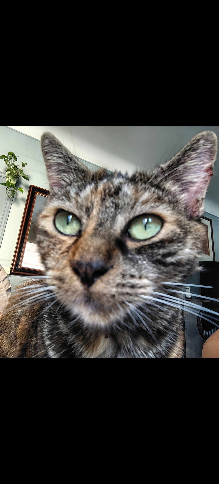 Onea participe au concours pour gagner de l'argent avec cette photo : cat, tabby_cat, close_up, green_eyes, whiskers, indoor, plant, framed_picture, feline, pet, animal, face, ears, fur, domestic_cat, household, room, blurred, background, curious