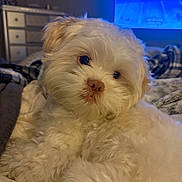 Arlo is registered to the contest to win money with this photo: dog, puppy, white_dog, fluffy, fur, portrait, close_up, pet, animal, face, eyes, nose, indoors, bedroom, bed, blanket, television, blue_light, cozy, cute