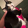 cat, black_and_white,  tuxedo_cat, pet, animal, sitting, lying_down, lap, pink_blanket, wide_eyed, whiskers, ears, pink_nose, tongue, indoor, floor, tile, portrait, close_up, playful