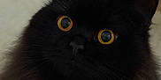 Nezuko is registered to the contest to win money with this photo: cat, black_cat, fluffy, close_up, indoor, pet, animal, golden_eyes, whiskers, curious, feline, portrait, soft_focus, domestic_cat, cute, fur, alert, face, ears, background