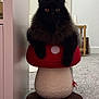 cat, black_cat, fluffy, indoor, mushroom, cat_perch, carpet, furniture, pet, animal, cute, relaxed, orange_eyes, toy, home, cozy, domestic, resting, whimsical, soft