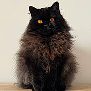 Nezuko is registered to the contest to win money with this photo: cat, fluffy, black_cat, orange_eyes, pet, animal, feline, sitting, portrait, indoor, wooden_surface, long_fur, cute, domestic_cat, furry, whiskers, alert, small_animal, mammal, house_pet