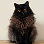 cat, fluffy, black_cat, orange_eyes, pet, animal, feline, sitting, portrait, indoor, wooden_surface, long_fur, cute, domestic_cat, furry, whiskers, alert, small_animal, mammal, house_pet