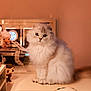 Mango is registered to the contest to win money with this photo: cat, fluffy, white_cat, desk, keyboard, computer_mouse, figurines, tech, ambient_lighting, indoor, pet, curious, sitting, cute, cozy, electronics, gaming, workspace, gadgets, decor