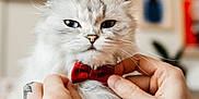 Mango is registered to the contest to win money with this photo: cat, white_cat, fluffy, bow_tie, tattoo, hand, pet, indoor, close_up, portrait, animal, feline, cute, domestic_animal, soft_fur, fashion, accessory, person_hand, background_blur, mood