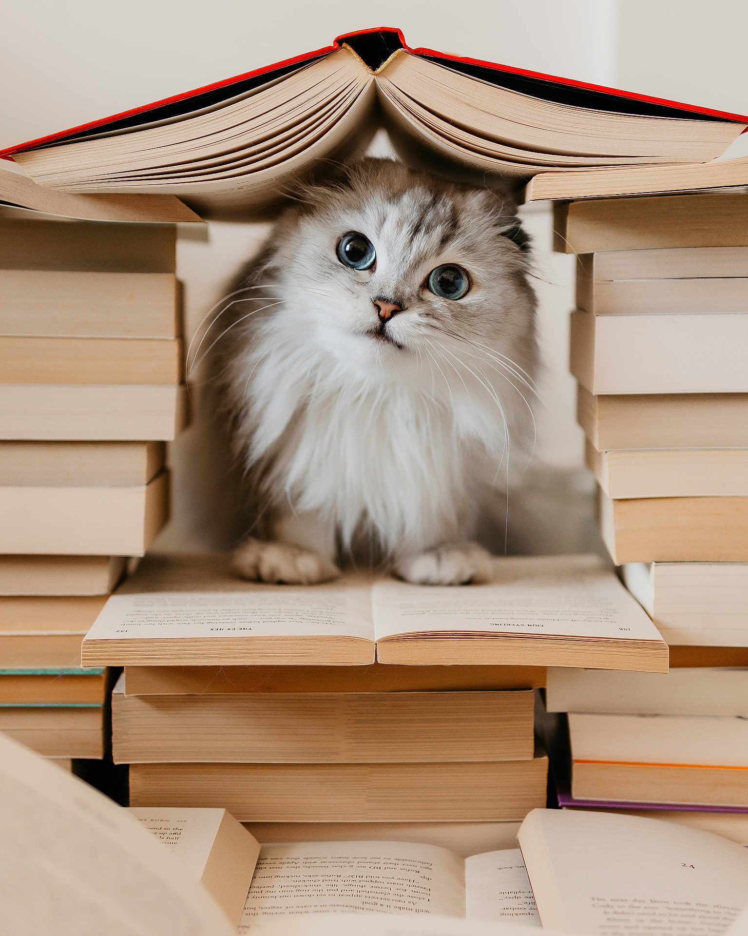 Mango joined the competition — help win amazing prizes! cat, books, stack, fluffy, curious, blue_eyes, reading, indoor, cozy, fort, open_book, whimsical, cute, pet, feline, closeup, study, literature, animal, home