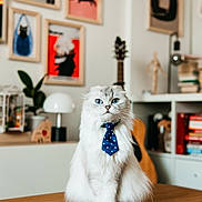 Mango is registered to the contest to win money with this photo: cat, white_cat, blue_eyes, tie, polka_dot, table, wooden_table, indoor, framed_art, cat_art, guitar, bookshelf, books, lamp, plant, decor, cozy_room, furniture, pet, portrait