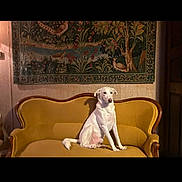 Hope participe au concours pour gagner de l'argent avec cette photo : dog, white_dog, couch, vintage_furniture, tapestry, wall_art, indoor, pet, sitting, calm, home, decor, wooden_frame, furniture, animal, cozy, classic, yellow_couch, textile, room