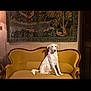 dog, white_dog, couch, vintage_furniture, tapestry, wall_art, indoor, pet, sitting, calm, home, decor, wooden_frame, furniture, animal, cozy, classic, yellow_couch, textile, room