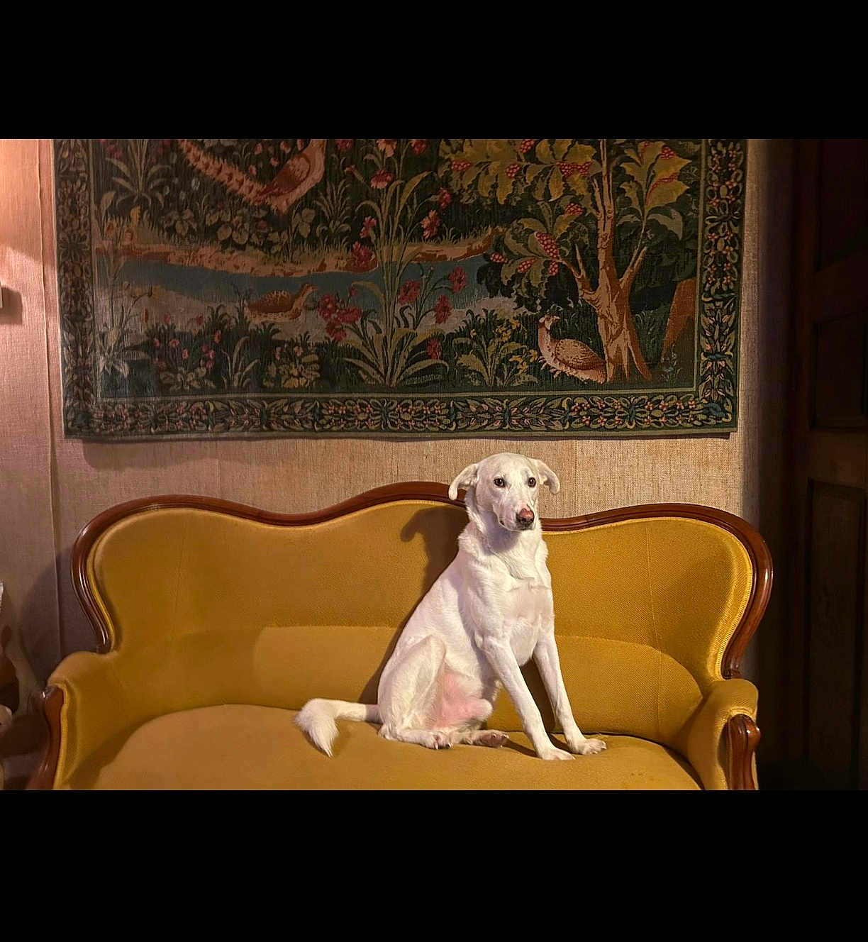 Hope participe au concours pour gagner de l'argent avec cette photo : dog, white_dog, couch, vintage_furniture, tapestry, wall_art, indoor, pet, sitting, calm, home, decor, wooden_frame, furniture, animal, cozy, classic, yellow_couch, textile, room
