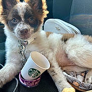 Chai' Latte joined the competition — help win amazing prizes! puppy, dog, car_seat, starbucks_cup, blanket, fur, ears, collar, leash, pet, animal, cute, curious, indoor, relaxed, white, brown, black, spot, sunlight