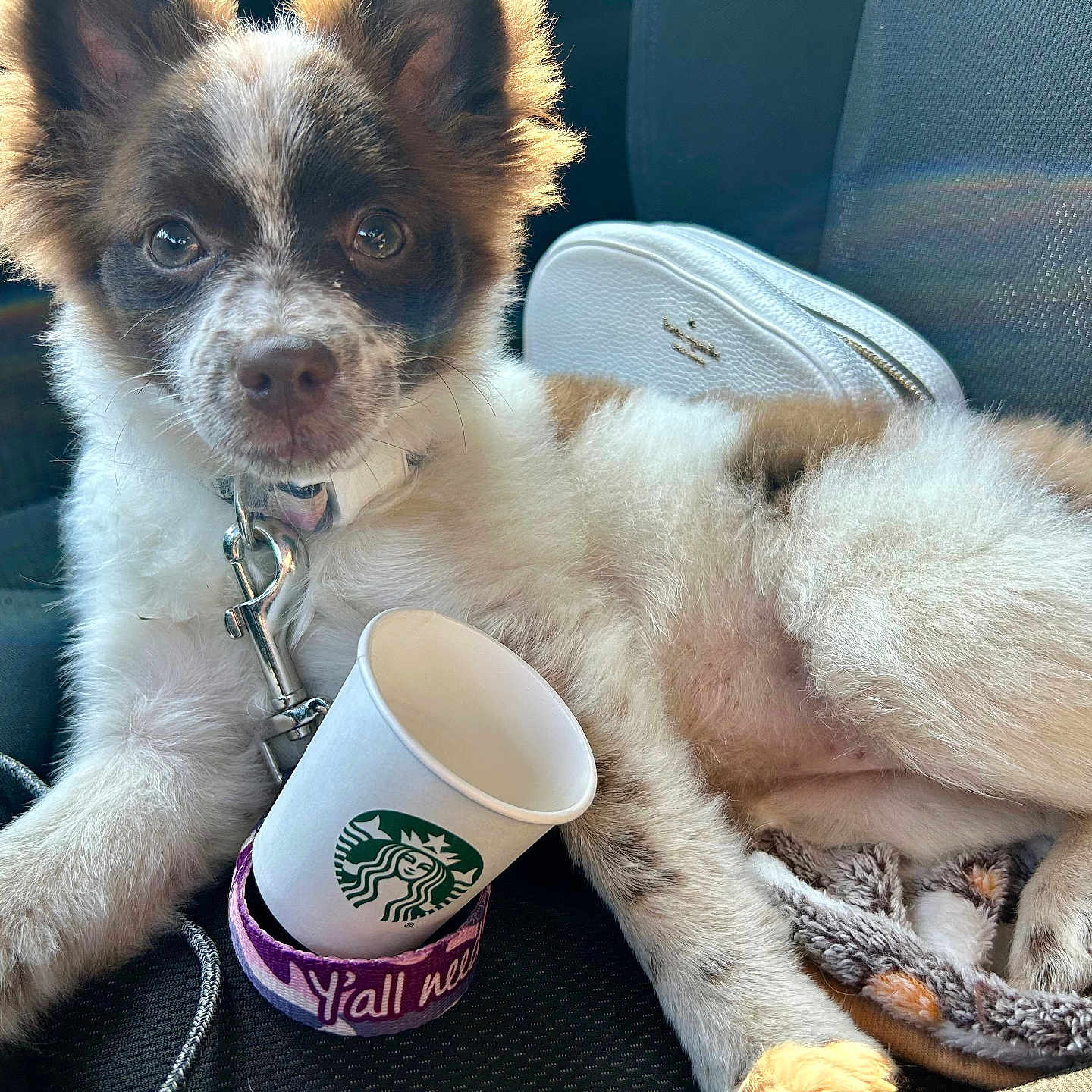 Chai' Latte joined the competition — help win amazing prizes! animal, black, blanket, brown, car_seat, collar, curious, cute, dog, ears, fur, indoor, leash, pet, puppy, relaxed, spot, starbucks_cup, sunlight, white
