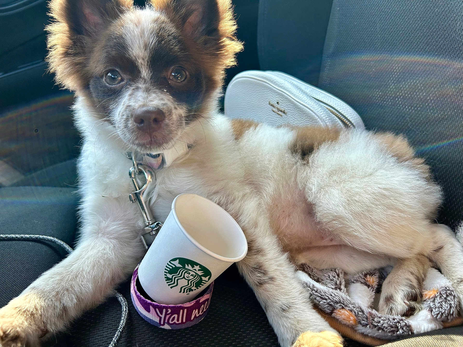 Chai' Latte joined the competition — help win amazing prizes! puppy, dog, car_seat, starbucks_cup, blanket, fur, ears, collar, leash, pet, animal, cute, curious, indoor, relaxed, white, brown, black, spot, sunlight