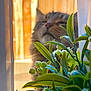 Mavi is registered to the contest to win money with this photo: blurred_background, cat, closeup, cozy, curtain, domestic_animal, feline, flower, greenery, home, indoor, leaf, nature, peaceful, pet, plant, relaxed, soft_light, sunlight, window