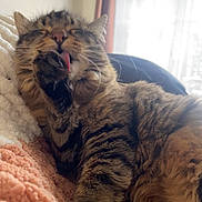 Mavi joined the competition — help win amazing prizes! blanket, cat, closeup, comfort, cozy, cute, daylight, feline, fluffy, fur, grooming, indoor, paw, pet, relaxed, sleepy, tabby, tongue, whiskers, window