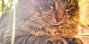 Mavi is registered to the contest to win money with this photo: animal, cat, closeup, daylight, fluffy, fur, greenery, nature, outdoor, paws, peaceful, pet, portrait, relaxed, serene, soft, sunflare, sunlight, tabby, whiskers