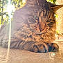 animal, cat, closeup, daylight, fluffy, fur, greenery, nature, outdoor, paws, peaceful, pet, portrait, relaxed, serene, soft, sunflare, sunlight, tabby, whiskers