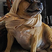 The Duke joined the competition — help win amazing prizes! animal, brown_dog, canine, chair, companion, cozy, cushion, cute, dog, domestic_animal, expression, furniture, indoor, lace_curtain, looking_away, pet, portrait, relaxed, scarf, seated