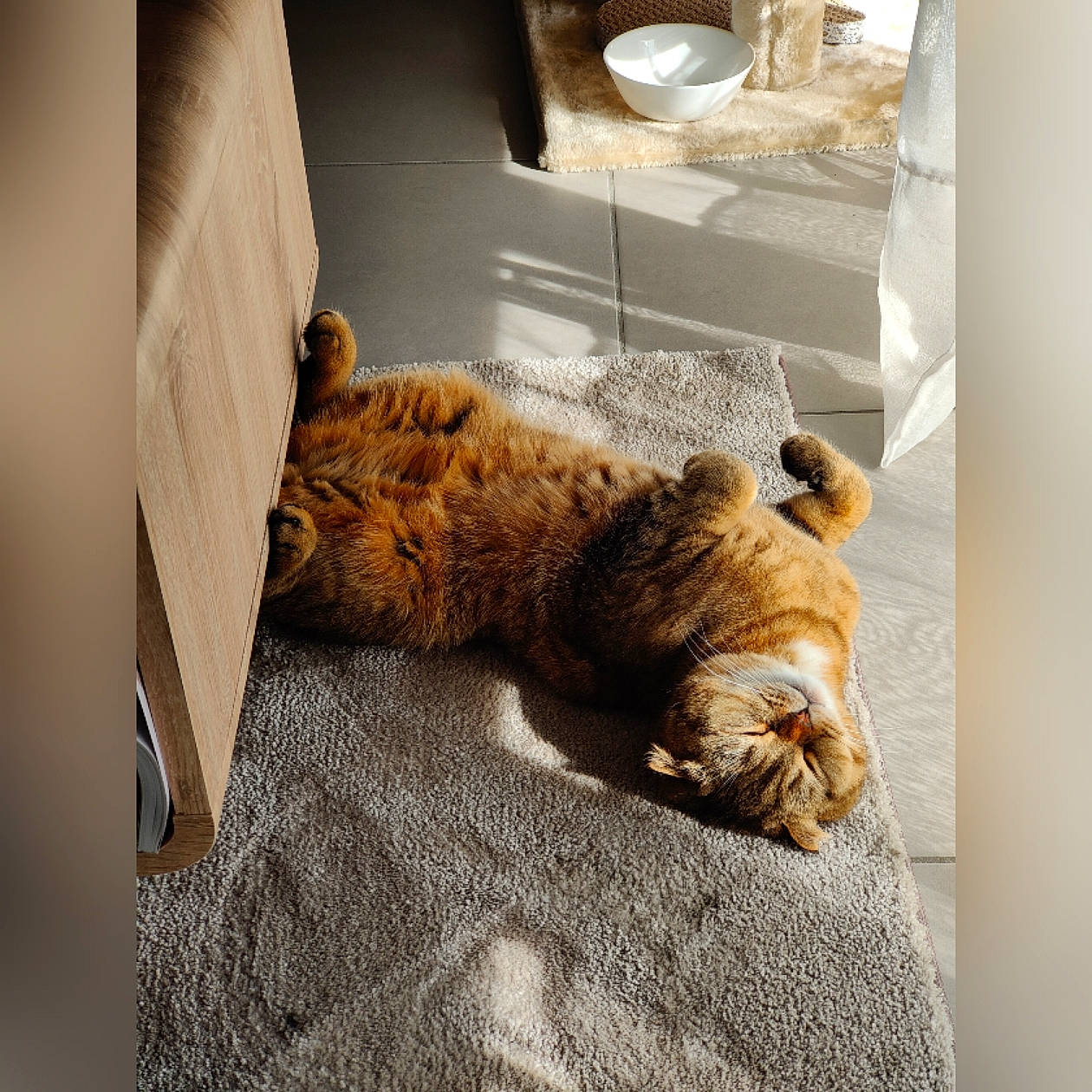 Panda a rejoint le concours — aidez-le/la à gagner de superbes lots ! big_cats, carnivore, cat, claw, comfort, companion_dog, dog_breed, domestic_short_haired_cat, fawn, felidae, floor, flooring, fur, hardwood, room, small_to_medium_sized_cats, tail, terrestrial_animal, whiskers, wood