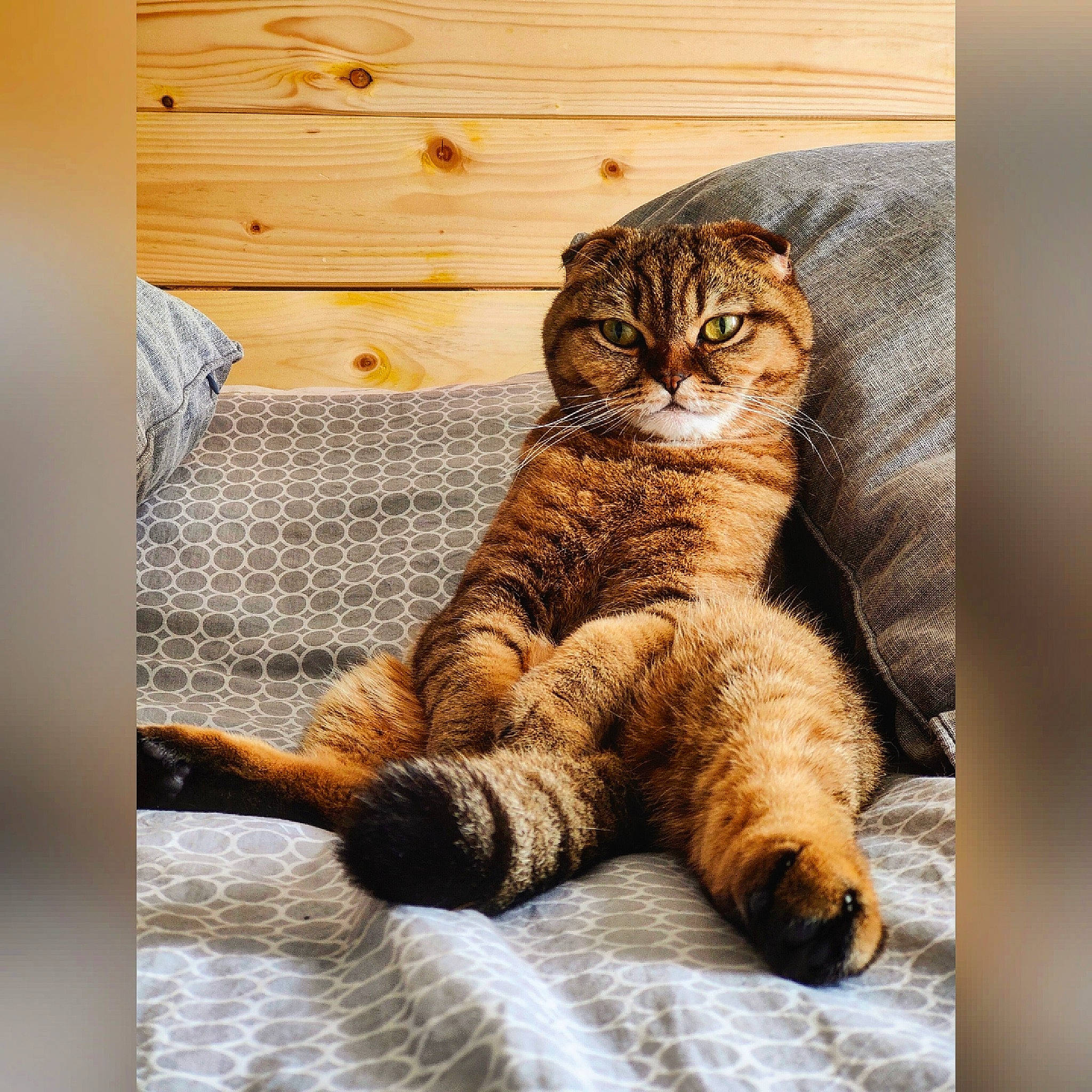 Panda participe au concours pour gagner de l'argent avec cette photo : carnivore, cat, claw, comfort, domestic_short_haired_cat, fawn, felidae, flooring, fur, hardwood, paw, photo_caption, rectangle, small_to_medium_sized_cats, snout, tail, terrestrial_animal, whiskers, wildlife, wood