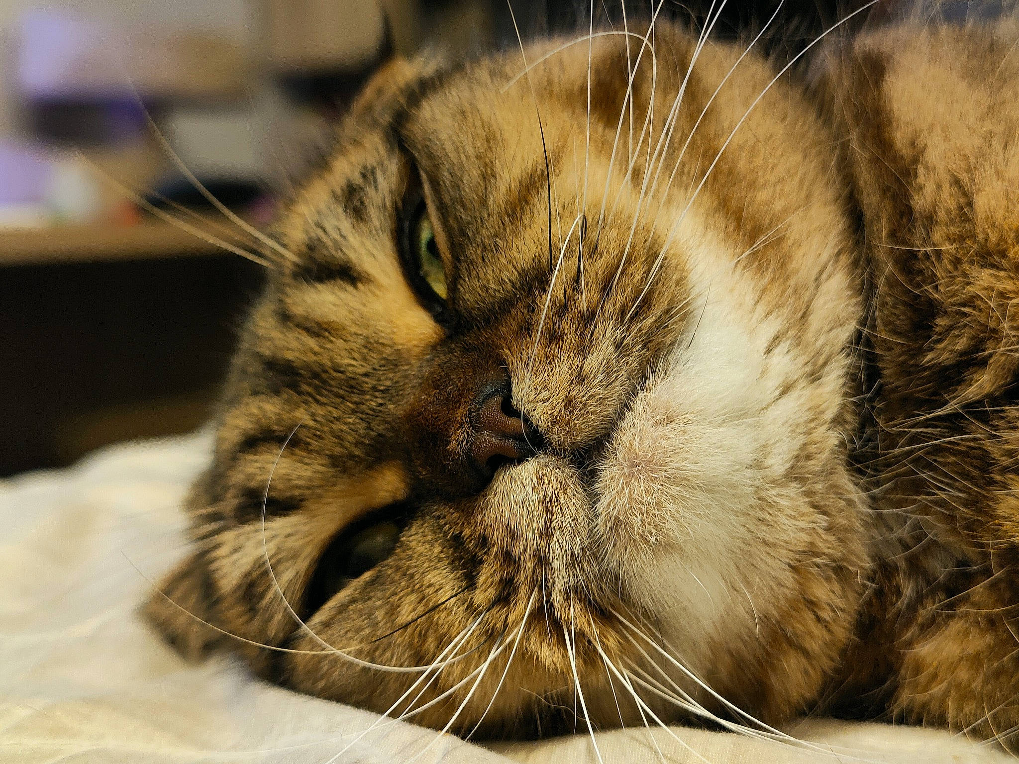 Panda a rejoint le concours — aidez-le/la à gagner de superbes lots ! carnivore, cat, claw, close_up, comfort, domestic_short_haired_cat, fawn, felidae, fur, nap, paw, sleep, small_to_medium_sized_cats, snout, tail, terrestrial_animal, whiskers, wood, wrinkle