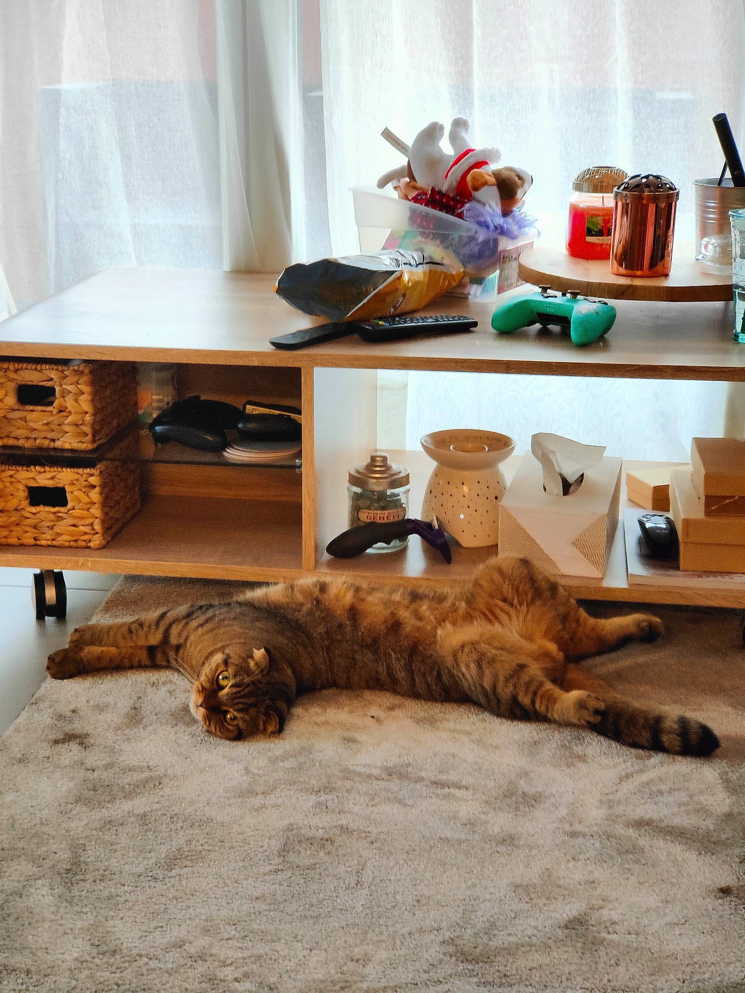 Panda participe au concours pour gagner de l'argent avec cette photo : cabinetry, carnivore, chest, chest_of_drawers, comfort, companion_dog, drawer, felidae, floor, flooring, hardwood, house, interior_design, living_room, room, shelving, small_to_medium_sized_cats, table, textile, wood