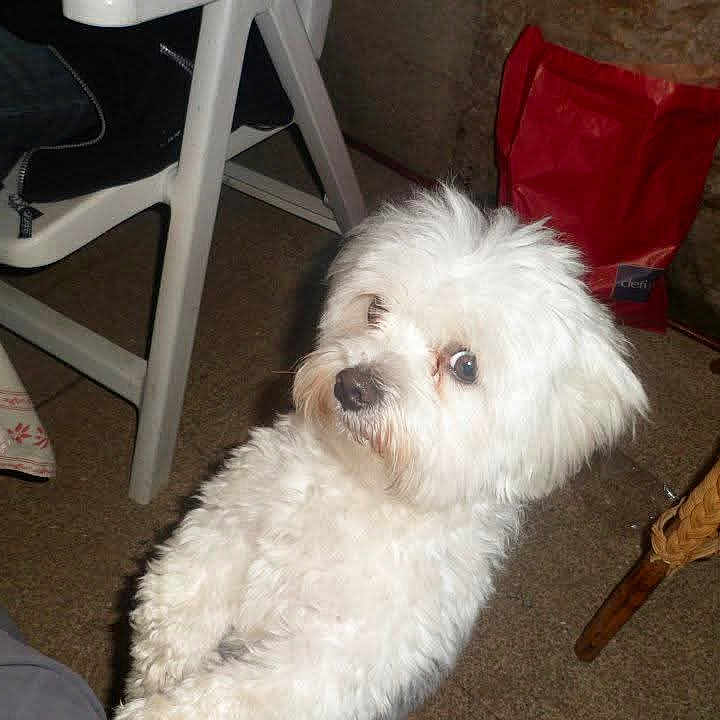 Freddy a rejoint le concours — aidez-le/la à gagner de superbes lots ! animal, architecture, bag, canine, chair, couch, cushion, diningtable, dog, eskimodog, furniture, homedecor, pet, plant, poodle, pottedplant, puppy, table, terrier, whitedog