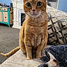 cat, dog, blanket, couch, living_room, furniture, television, carpet, orange_cat, small_dog, pet, indoor, cozy, curious, sleepy, wrapped, face, ears, tail, home