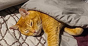 Teller joined the competition — help win amazing prizes! cat, sleeping, blanket, bed, orange_cat, paw, indoor, cozy, resting, patterned_bedspread, fur, cute, domestic_cat, relaxed, feline, comfort, pet, nap, warm, soft
