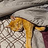 cat, sleeping, blanket, bed, orange_cat, paw, indoor, cozy, resting, patterned_bedspread, fur, cute, domestic_cat, relaxed, feline, comfort, pet, nap, warm, soft